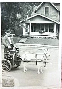 Bucky with Goat-Pulled Chariot